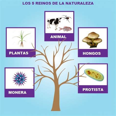 Reinos De La Naturaleza Pictoeduca