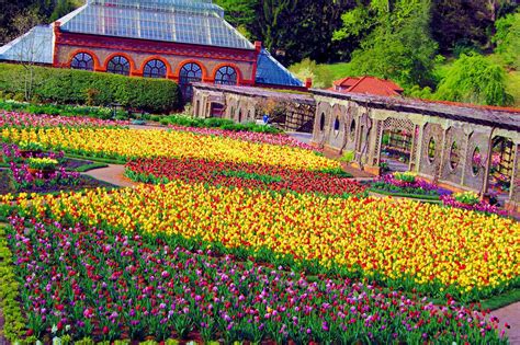 Tulips In The Gardens At Biltmore House In Asheville North Carolina
