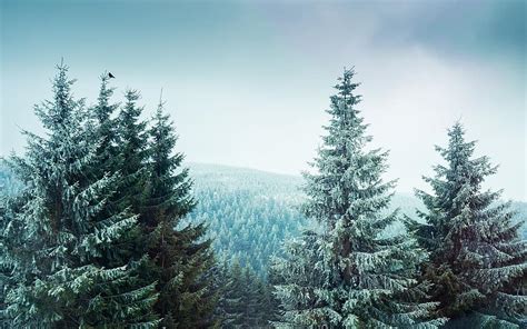 Adventure Alpine Autumn Cold Conifers Daylight Desktop Wallpaper