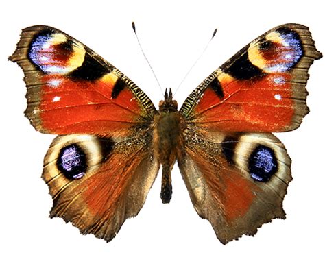 The linea nigra is generally about 1/4. Schmetterlinge | schmetterlinge.wiki【2020】