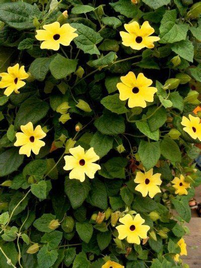 This beautiful flower seeds mixture of various annual climbing plants will amaze you in shape and colour. Annual Climbing Vines: Using Fast Growing Vines In The ...