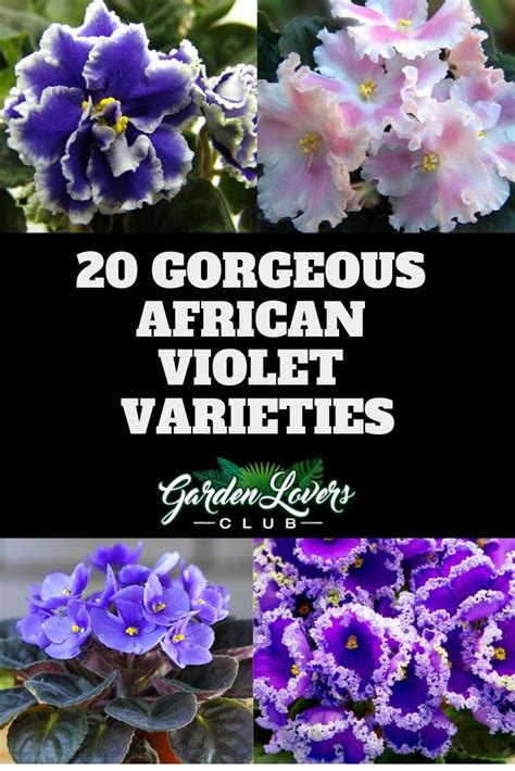20 Different African Violet Varieties With Photos Garden Lovers