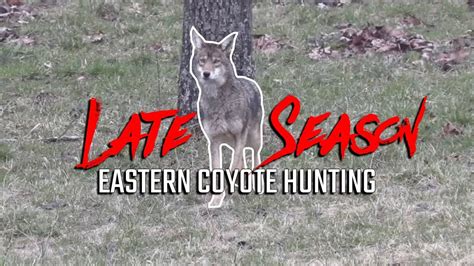 Late Season Eastern Coyote Hunting Youtube