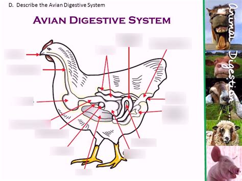 Avian Digestive System Diagram Quizlet
