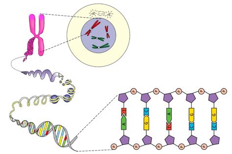 The Genetic Makeup Of An Individual Is The Quizlet Mugeek Vidalondon