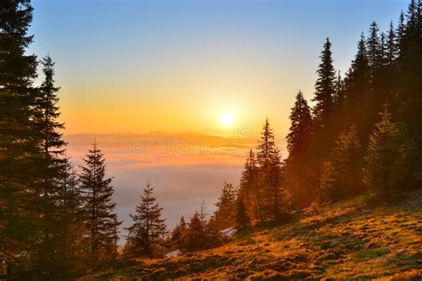 Sunrise Forest Stock Photo Image Of Rising Glade Trees 55656956