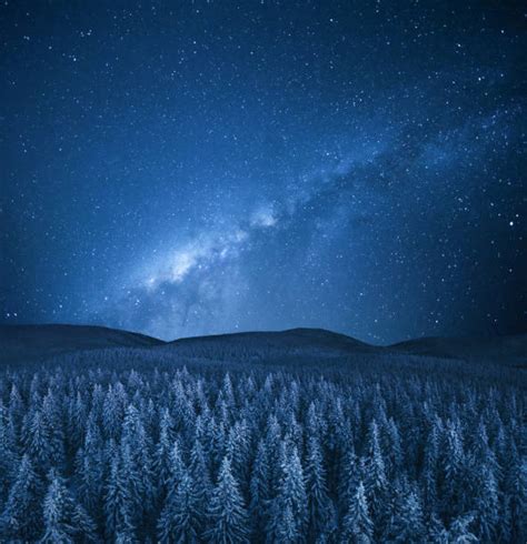 Starry Night Sky Over Pine Forest Stock Photos Pictures And Royalty Free