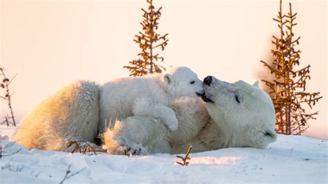 Cub And Big Polar Bears Are Lying Down On Snow 4k Hd Animals Wallpapers