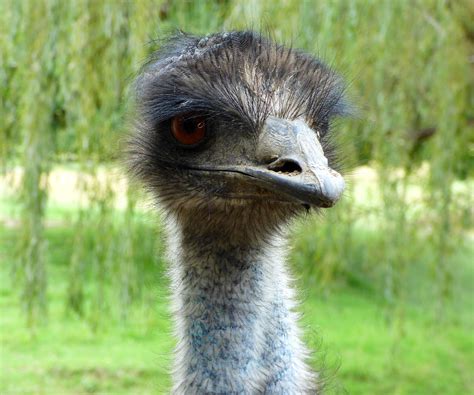 Birds Emu Ostrich Free Photo On Pixabay Pixabay