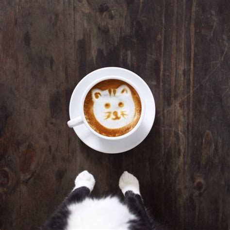 Pin By Chef Jeff On Photography Kitty Cats Coffee Art Cat Coffee