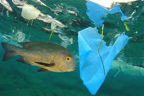 Alarm After Discovery Of Plastic Fish ⋆ The Costa Rica News