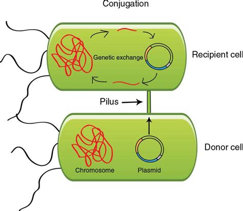 Bacteria Bacterial Transformation Conjugation Genetics Ph