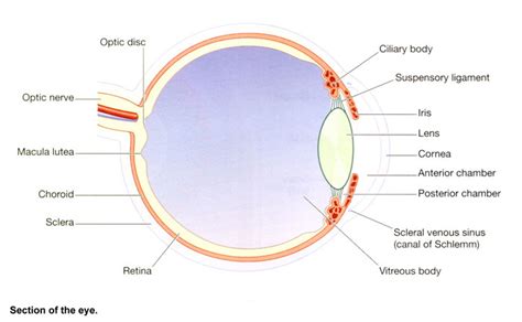 The Structure And Anatomy Of The Eye