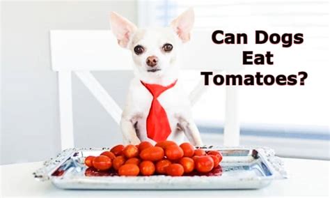 Can Dogs Eat Tomatoes Pets Food Items