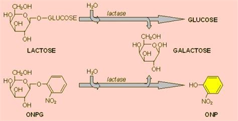 Diagram And Describe The Lactose And Lactase Reaction Wiring Site