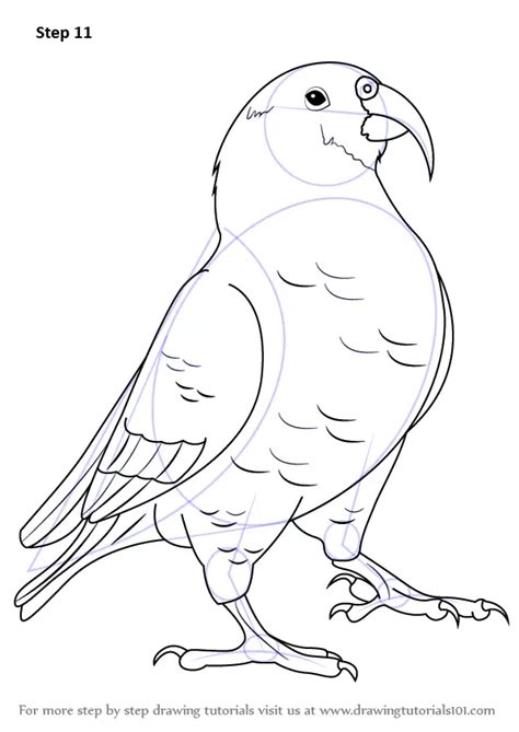 Kea Coloring Coloring Pages