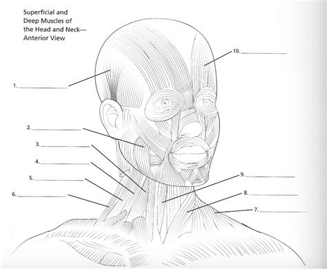 Muscles Of The Head And Neck Anterior View Pt Ii Diagram Quizlet