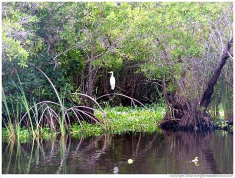 White Bird In The Mangrove Swamp Photo Id 9769 Monterri