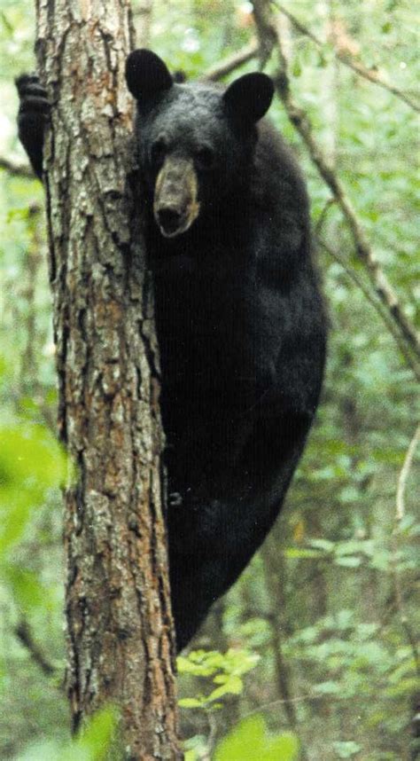 A Black Bear Climbing A Pine Tree Virginianorth Carolina Heritage
