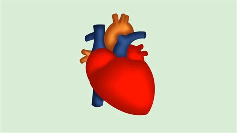Despite The Fact It May Look Complicated The Heart Is Just A Pump And