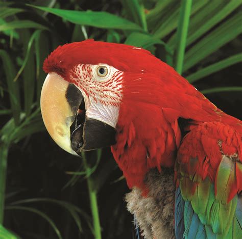 Over one third of all animal species call the amazon rainforest home. south american rainforest - Google Search | Amazon ...