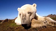 (REPELIS VER) Polar Bears: Ice Bear 2013 Película Completa En Español ...
