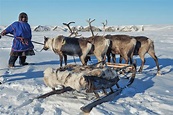 10 A Nenets herder in a malitsa with his reindeer-drawn sledge on the ...