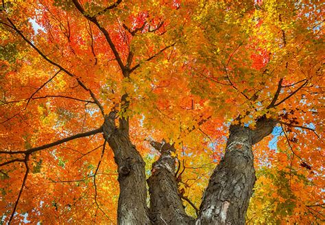 How Sugar Maple Trees Work Massachusetts Maple Producers Association