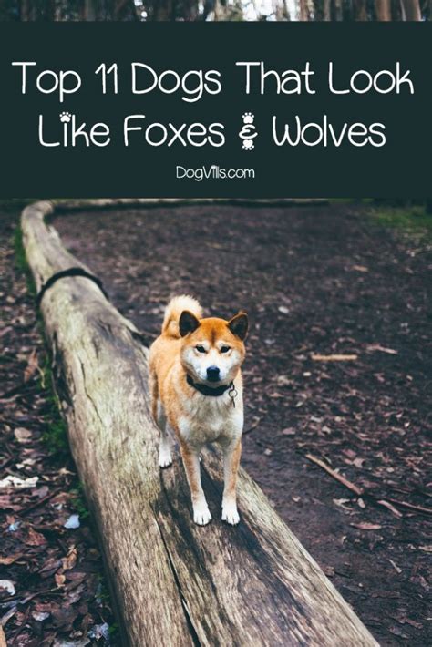 Top 11 Dogs That Look Like Foxes And Wolves Dogvills