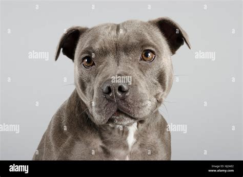Staffordshire Bull Terrier Female 2 Years Old Blue Uk Stock Photo