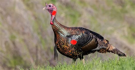 Where To Shoot A Turkey With A Bow Union Sportsmen S Alliance