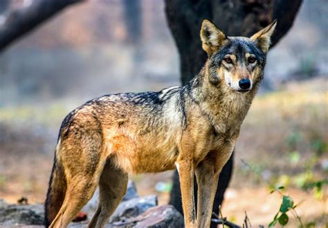 Endangered Indian Wolf Is One Of The Worlds Most Distinct Species
