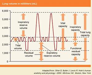 Pulmonary Air Volumes And Capacities Online Science Notes