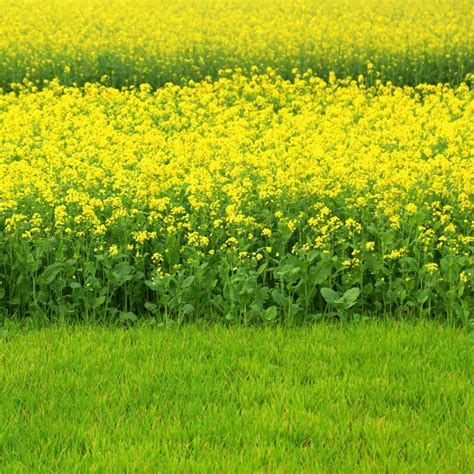 Black Mustard Seeds For Planting Indoors Or Outdoors