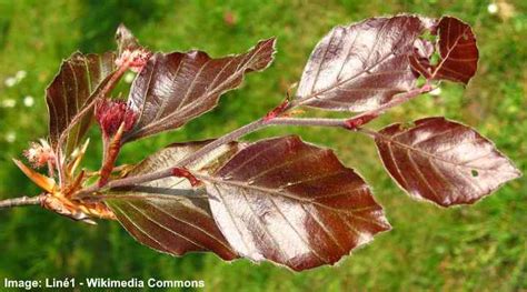 Beech Trees Types Leaves Bark — Identification Guide Pictures