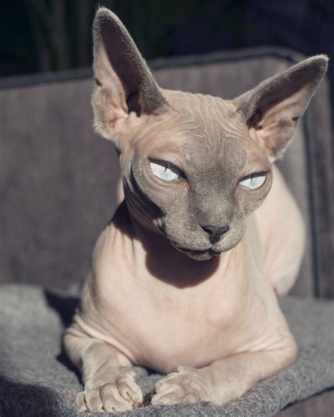 Beautiful Sphynx Cat With Almond Shaped Eyes Sphynx Cats Sphynx