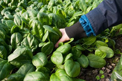 Growing Baby Spinach Top Tips For Success