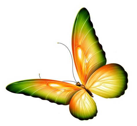 Butterfly Transparent Background Drawing Free Image Download