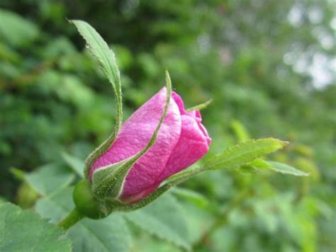 Wild Rose Flower — Wild Foods And Medicines