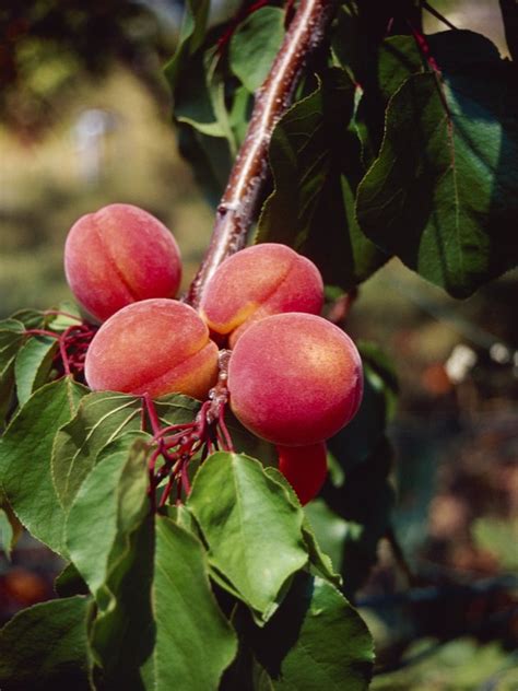 Which Fruit Trees Grow Best In Zone 8 Hunker