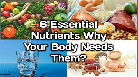 6 Essential Nutrients Why Your Body Needs Them Youtube