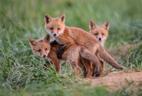 Red Fox Kits Stock Photo By Harrycollinsphotography Photodune