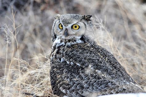 The great horned owl is nearly unparalleled as an avian apex predator, and this article will break down why they're so amazing. It's dating season for Great-horned owls -- have you heard ...