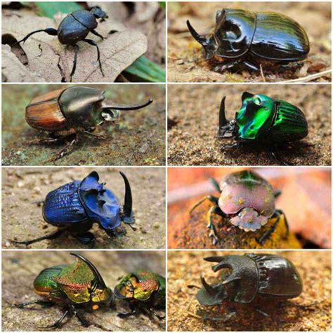 African Dung Beetle Discvrblog
