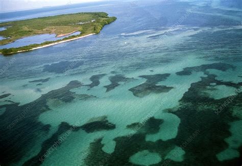 Aerial Shot Of Coral Reef Florida Keys Usa Stock Image E6900024