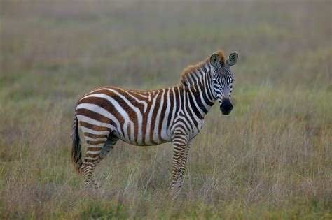 Young Zebra Stallion Photo Cesar Fernandez Photos At