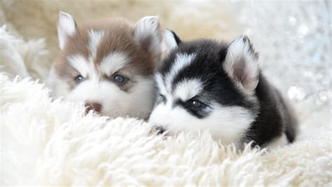 Cute Siberian Husky Puppies Looking Stock Footage Video