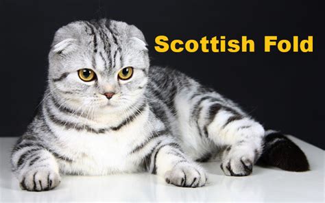 Scottish Fold Kedi Irkı Özellikleri Ve Bakımı E Evcilcom