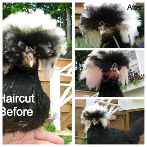 White Crested Polish Chicken Haircut Makes A Big Difference In Quality
