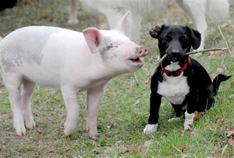 Pigs Are Smart And Machiavellian The Kimmela Center